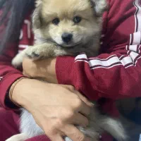 توله پامر معاوضه|سگ|رباط‌کریم, رباط‌کریم|دیوار