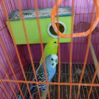 مرغ عشق|پرنده|خرمشهر, |دیوار