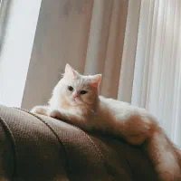 گربه پرشین و اسکاتیش