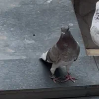جوجه کبوتر