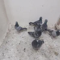 فروش چند عدد نرپر|پرنده|تلنگ, |دیوار