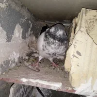 کبوتر بپر  بازی هم دارن