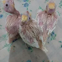 جوجه عروس هلندی لوتینو|پرنده|ابریشم, |دیوار