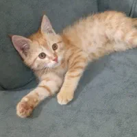 گربه فروشی چشم عسلی عادتی|گربه|تربت جام, المهدی|دیوار