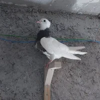 طوقی کفتر کبوتر|پرنده|مشهد, انقلاب|دیوار