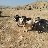 بیگ دوبوری داشتی|حیوانات مزرعه|لالی, |دیوار