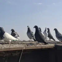 کبوتر|پرنده|مشهد, خلق آباد سفلی|دیوار
