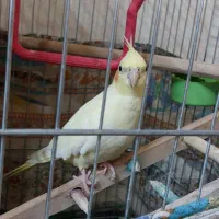 عروس هلندی|پرنده|اقبالیه, |دیوار