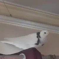 کبوتر جوجه نر۲پر انداخته|پرنده|تهران, سبلان (لشگر)|دیوار