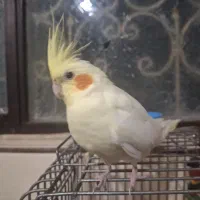 گمشده