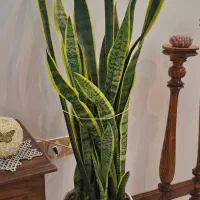 فروش گل سانسوریا ابلق خیلی بزرگ