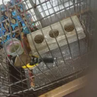 سهره عروسک|پرنده|قلقل رود, |دیوار