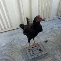 جوجه لاری