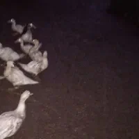 جوجه اردک هلندی