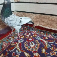 کفتر گلدن|پرنده|شادگان, |دیوار