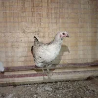 مرغ خانگی حدود ۶ ماه (تا دو،سه روز دیگه تخم میاد)|حیوانات مزرعه|یزد, |دیوار