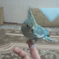 یک جفت عروس هلندی