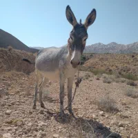 فروش الاغ