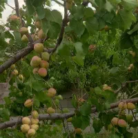 باغی بمتراژ۳۰۰۰ درحسنبیک کندلج معاوضه با آپارتمان|فروش زمین و ملک کلنگی|مرند, |دیوار
