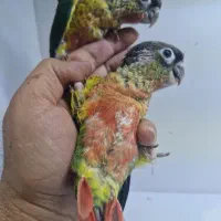 فروش جوجه گرینچیک یلوساید سوپر رد رام|پرنده|کرمان, |دیوار