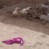 اردک و بت