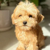 توی پودل ناب|سگ|کرمانشاه, |دیوار