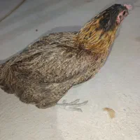 تخمگذار