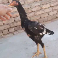 جوجه خروس لاری درجه یک|حیوانات مزرعه|نصر آباد, |دیوار