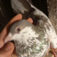 کفتر|پرنده|شیراز, کوشک میدان|دیوار