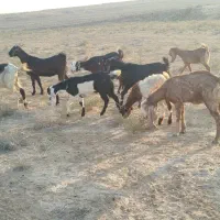 بزو بزغاله ملاثانی روستای..