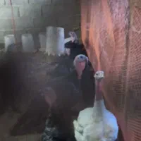 بوقلمون و اردک