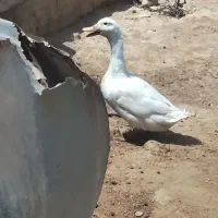اردک