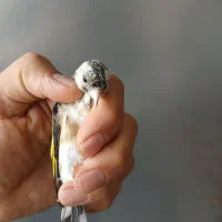 سهره ماده گل نقره ای رنگ روشن|پرنده|فردیس, شهرک ناز|دیوار