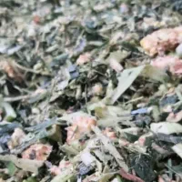 ذرت علوفه ای