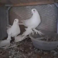 ۳جفت کبوتر لوتی جفت ۲میلیون|پرنده|اهر, |دیوار