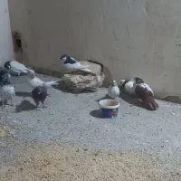 کبوتر|پرنده|اندیشه, شهرک المهدی|دیوار