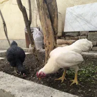 خروس کوشامو