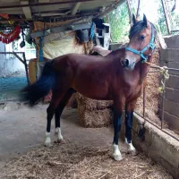 ۲ رس اسب نریان باری سواری|اسب و تجهیزات اسب‌سواری|کوهی‌خیل, |دیوار