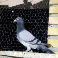 رنگی و پلاکی معاوضه هم دارم|پرنده|گنبد کاووس, |دیوار