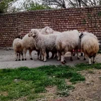 ۹راس بره نر