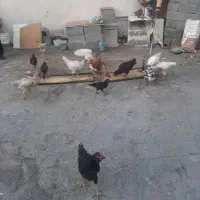 مرغ وخروس و جوجه