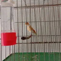 فروش قناری موزاییکی