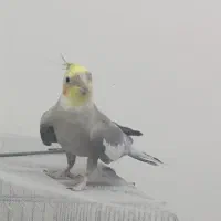 عروس هلندی دوتا نر سخنگو