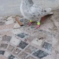 کفتر|پرنده|نیشابور, مازول|دیوار