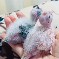 جوجه عروس هلندی سرلاکی|پرنده|رشت, شهریاران|دیوار