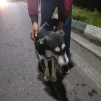 فروش سگ دورگه هاسکی|سگ|رشت, قاسمیه|دیوار