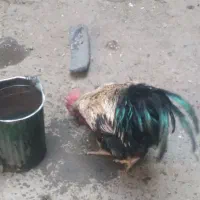 مرغ و خروس|حیوانات مزرعه|بروجرد, |دیوار