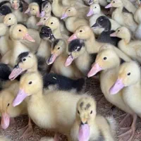 فروش جوجه اردک