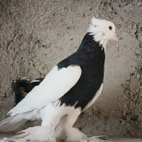کفتر پلاکی کوهی،طوق سیاه، یال سیاه گلدار، سینه آبی|پرنده|شیراز, فرگاز|دیوار