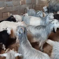 بز داشتی